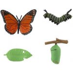 Teddies Vývoj motýla babočky plast 4 ks na kartě 19,5 x 22,5 x 2,5 cm – Hledejceny.cz