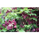 Akebia quinata Prodejní velikost: 020/030, Velikost hrnku: 3 l – Zboží Dáma