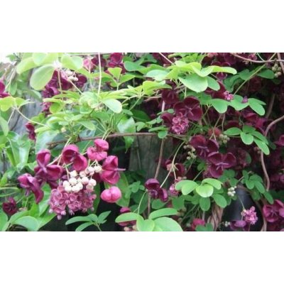 Akebia quinata Prodejní velikost: 020/030, Velikost hrnku: 3 l – Zboží Dáma
