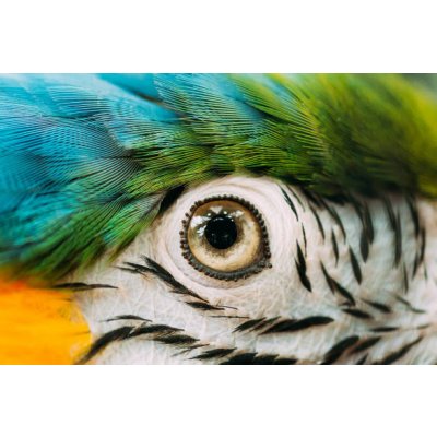 Umělecká fotografie Eye Of Blue-and-yellow Macaw Also Known, bruev, (40 x 26.7 cm) – Zboží Mobilmania