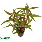 Alternanthera reineckii - Plevuňka reinekova – Sleviste.cz