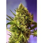 Sweet Seeds Big Devil XL AUTO semena neobsahují THC 3 ks – Sleviste.cz