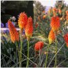Osivo a semínko Mnohokvět oranžový - Kleopatřina jehla - Kniphofia - prostokořenné sazenice - 1 ks