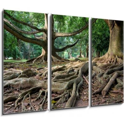 Obraz 3D třídílný - 105 x 70 cm - Primeval rainforest in Kandy, Sri Lanka Pralesní deštný prales v Kandy na Srí Lance – Zboží Mobilmania