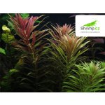 Limnophila aromatica - Bahnatka vonná – Hledejceny.cz