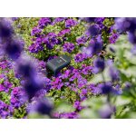 Gardena Smart senzor 19040-20 – Hledejceny.cz