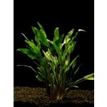 Cryptocoryne lutea - Kryptokoryna Walkerova – Zboží Dáma