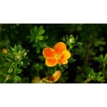 Potentilla frut. 'Hopley's Orange' Prodejní velikost: 020/030, Velikost hrnku: 1 l