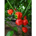 Semena Trinidad Scorpion Moruga – Zboží Dáma