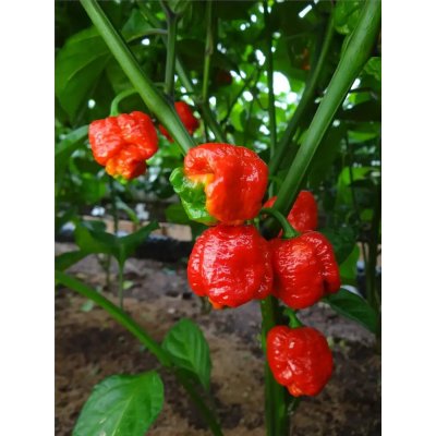 Semena Trinidad Scorpion Moruga – Zboží Dáma