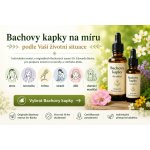 Bachovy esence kapky vyráběné na míru s konzultací 30 ml – Hledejceny.cz
