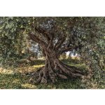 Komar 8-531 Fototapeta olivový strom 8 dílná Olive Tree rozměry 368 x 254 cm – Hledejceny.cz