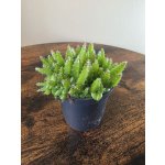 Hylocereus undatus mini – Hledejceny.cz