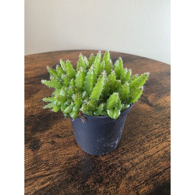 Hylocereus undatus mini – Hledejceny.cz