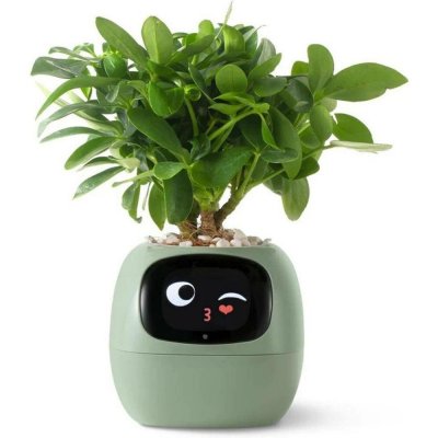 Plantsio Ivy zelený – Sleviste.cz