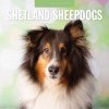 Kalendář Shetland Sheepdogs Sheltie 16-Monats 2025