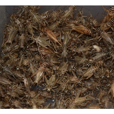 Cvrček banánový střední 10-15 mm 0,5 dcl – Sleviste.cz