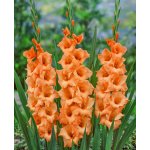 Mečík 'Peter pears' 5 ks Velikost cibulí: 10/12 – Hledejceny.cz