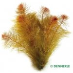 Myriophyllum tuberculatum – Sleviste.cz