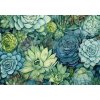 Tapety Postershop Fototapeta vliesová: Succulents rozměry 416x254 cm