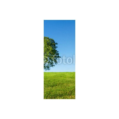 WEBLUX 54481754 Samolepka na lednici fólie Green tree and blue sky Zelený strom a modrá obloha rozměry 80 x 200 cm – Zboží Mobilmania