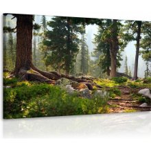 Malvis Obraz lesík 120x80 cm