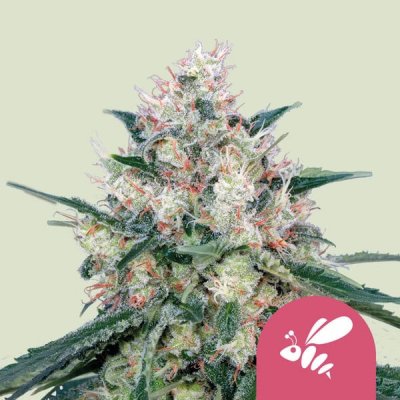 Royal Queen Seeds Honey Cream fast version semena neobsahují THC 3 ks – Sleviste.cz