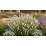 Levandule lékařská 'Alba' v květináči – Sleviste.cz