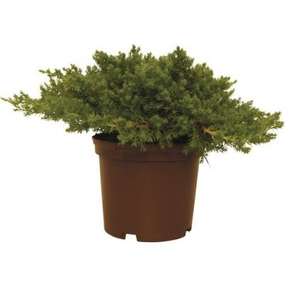 Jalovec poléhavý FloraSelf Juniperus procumbens 'Nana' 20-25 cm květináč 2 l – Hledejceny.cz