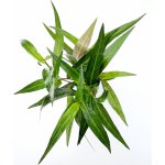 Persicaria sp. Sao Paulo – Sleviste.cz