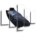 Obraz 5D pětidílný - 150 x 100 cm - Black raven. Bird isolated on white. Černý havran. Pták izolovaných na bílém. – Hledejceny.cz