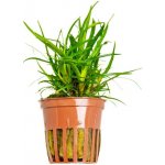 Eriocaulon sp Vietnam – Zboží Mobilmania