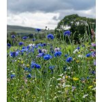 Střešní zahrada - Planta Naturalis - prodej semen - 40 g – Hledejceny.cz