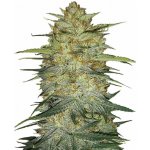 Fast Buds Original Auto OG Kush semena neobsahují THC 10 ks – Zboží Dáma