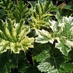 Acanthus mollis 'Tasmanian Angel' Velikost hrnku: 3l červe – Hledejceny.cz