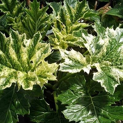 Acanthus mollis 'Tasmanian Angel' Velikost hrnku: 3l červe – Hledejceny.cz