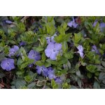 Vinca minor 'Bowles' Velikost hrnku: 10,5cm – Zboží Dáma