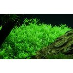 Rotala rotundifolia green – Zboží Dáma