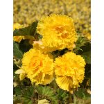 Begónie třepenitá 'Fimbriata yellow' 2 ks – Hledejceny.cz