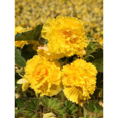 Begónie třepenitá 'Fimbriata yellow' 2 ks – Hledejceny.cz