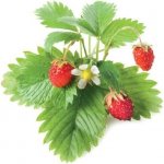 Click and Grow lesní jahody, kapsle se semínky a substrátem 3ks – Zboží Mobilmania