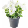 Květina Výhodné balení 6x Potunie, bílá, velikost květináče 10 - 12 cm