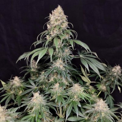 Buddha Seeds Medikit CBD semena neobsahují THC 3 ks – Hledejceny.cz