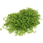 Micranthenum spec. Montecarlo – Hledejceny.cz