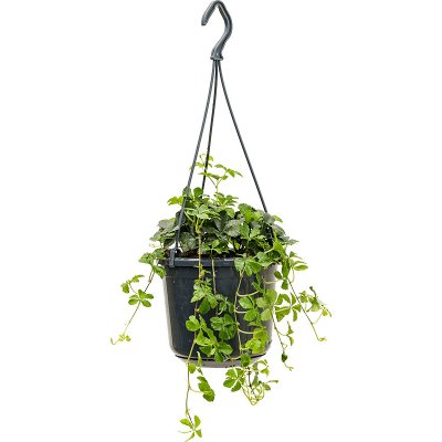 Nieuwkoop Parthenocissus striata - závěs, průměr 15 cm Přísavník, loubinec, psí víno – Zboží Dáma