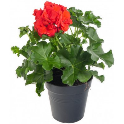 Muškát převislý, Pelargonium peltatum, červený, průměr květináče 10 - 12 cm – Hledejceny.cz