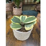 Hoya kerrii ‘Albomarginata’, panašovaná srdíčková voskovka – Sleviste.cz