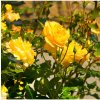 Růže velkokvětá žlutá - Rosa - prostokořenné sazenice růže - 1 ks