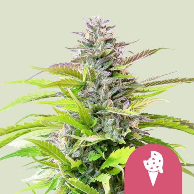 Royal Queen Seeds Cookies Gelato semena neobsahují THC 5 ks – Sleviste.cz