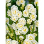 Narcis 'Bridal crown' 5 ks Velikost cibulí: 12/14 – Zboží Dáma